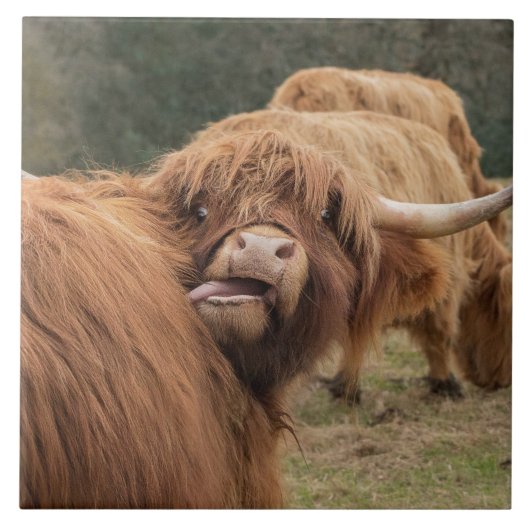 Schotse hoerenkuiberg tegeltje (Voorkant)