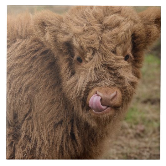 Schotse hoerenkuiberg tegeltje (Voorkant)
