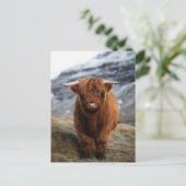 Schotse Hoogland Kalf Foto Briefkaart (Staand voorkant)