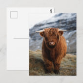 Schotse Hoogland Kalf Foto Briefkaart (Voorkant / Achterkant)