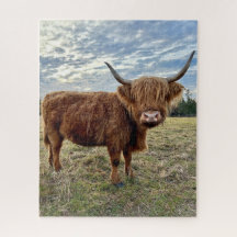 Schotse Hoogland Koe Boerderij Field