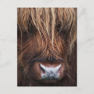 Schotse Hoogland Koe (COO) Close-up Foto Briefkaart