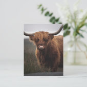 Schotse Hoogland Koe (COO) Foto Briefkaart (Staand voorkant)