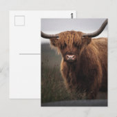Schotse Hoogland Koe (COO) Foto Briefkaart (Voorkant / Achterkant)
