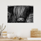 Schotse hoogland Koe, Highlander, Highland Cattle Poster (Keuken)