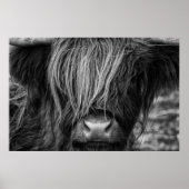 Schotse hoogland Koe, Highlander, Highland Cattle Poster (Voorkant)