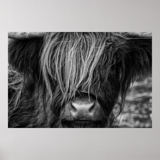 Schotse hoogland Koe, Highlander, Highland Cattle Poster (Voorkant)