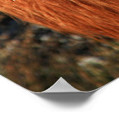 Schotse hoogland Koe in Schotland, Highlander Poster (Hoek)