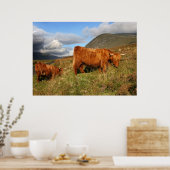 Schotse hoogland Koe in Schotland, Highlander Poster (Keuken)