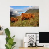 Schotse hoogland Koe in Schotland, Highlander Poster (Thuiskantoor)