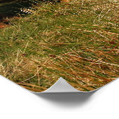 Schotse hoogland Koe in Schotland, Highlander Poster (Hoek)