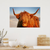 Schotse hoogland Koe in Schotland, Highlander Poster (Keuken)