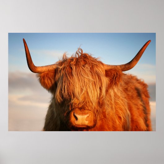 Schotse hoogland Koe in Schotland, Highlander Poster (Voorkant)