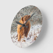 Schotse hoogland koe in sneeuw ronde klok (Hoek)