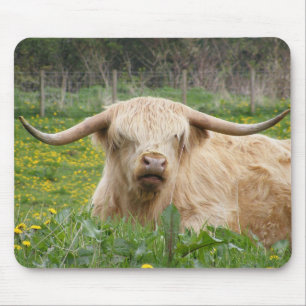 Schotse hoogland Koe Muismat