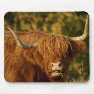 Schotse hoogland Koe Muismat
