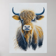 Schotse hoogland Koe