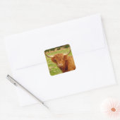 Schotse hoogland Koe Vierkante Sticker (Envelop)