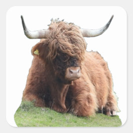 Schotse Hoogland "Moo" Koe Vierkante Sticker