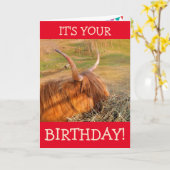 Schotse hoogland Steer Pig Birthday Kaart (Gele Bloem)