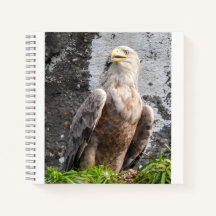 Schotse Hooglanden Adelaar Ruw Natuur Landschap