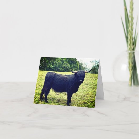 Schotse Hooglanders Koe  <Blank Inside> Bedankkaart (Voorkant)