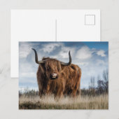 Schotse Hooglanders Koe Briefkaart (Voorkant / Achterkant)