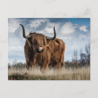 Schotse Hooglanders Koe Briefkaart