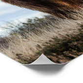 Schotse Hooglanders Koe Poster (Hoek)