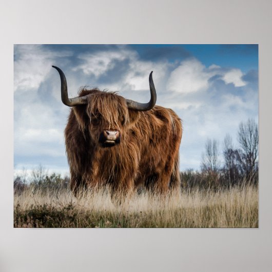Schotse Hooglanders Koe Poster (Voorkant)