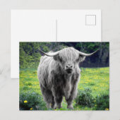 Schotse Hooglanders Landelijk Schotland Briefkaart (Voorkant / Achterkant)