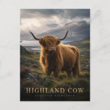 Schotse Hooglanders Schotse Hooglanden DIEREN