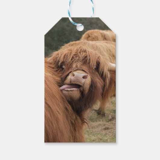 Schotse Hooglandkoe foto Cadeaulabel (Voorkant)