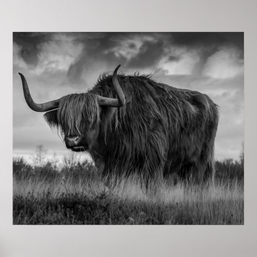 Schotse Hooglandkoe roodbont monotone Post Poster (Voorkant)