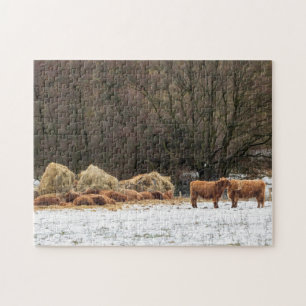 Schotse hooglandkoeien die warm blijven in de wint legpuzzel