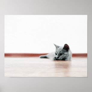 Schotse kat Kitten Super Cute Poster