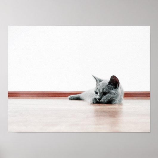 Schotse kat Kitten Super Cute Poster (Voorkant)