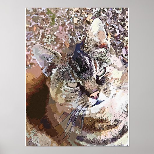SCHOTSE KAT POSTER (Voorkant)
