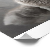 Schotse katjes poster (Hoek)