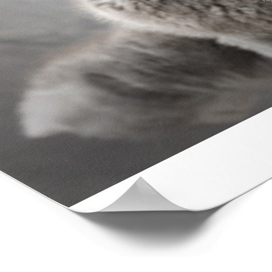 Schotse katjes poster (Hoek)