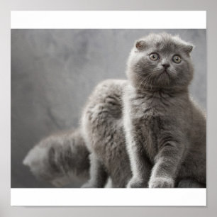 Schotse katjes poster
