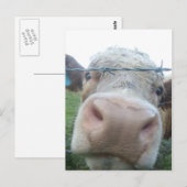 Schotse koe briefkaart (Voorkant / Achterkant)