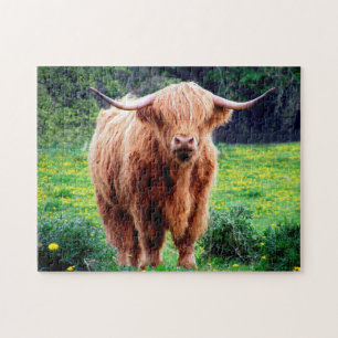 Schotse ossen. legpuzzel
