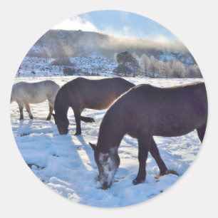 Schotse ponies ronde sticker