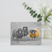 Schotse rammen briefkaart (Staand voorkant)