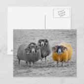 Schotse rammen briefkaart (Voorkant / Achterkant)