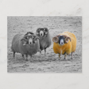 Schotse rammen briefkaart