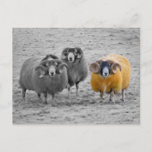 Schotse rammen briefkaart (Voorkant)
