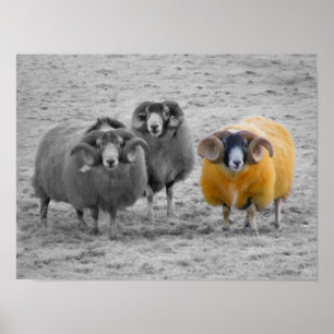 Schotse rammen poster