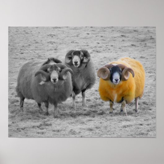 Schotse rammen poster (Voorkant)